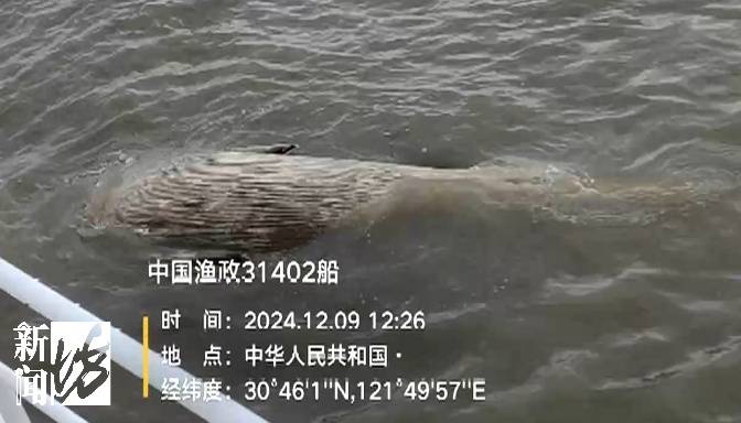 发现大型“不明生物”，长6米，重3吨！上海相关部门紧急处置，或将公开展出